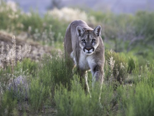 This roofer's intense run-in with a mountain lion is not what you'd expect