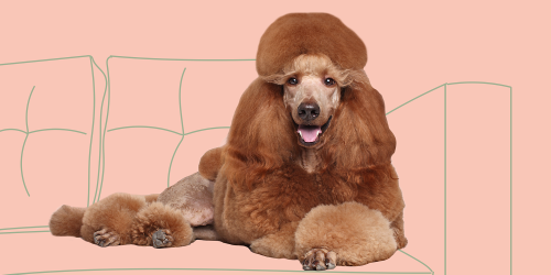 Best Personality? Best Hair? Here Are 10 Yearbook Superlatives for Dog Breeds