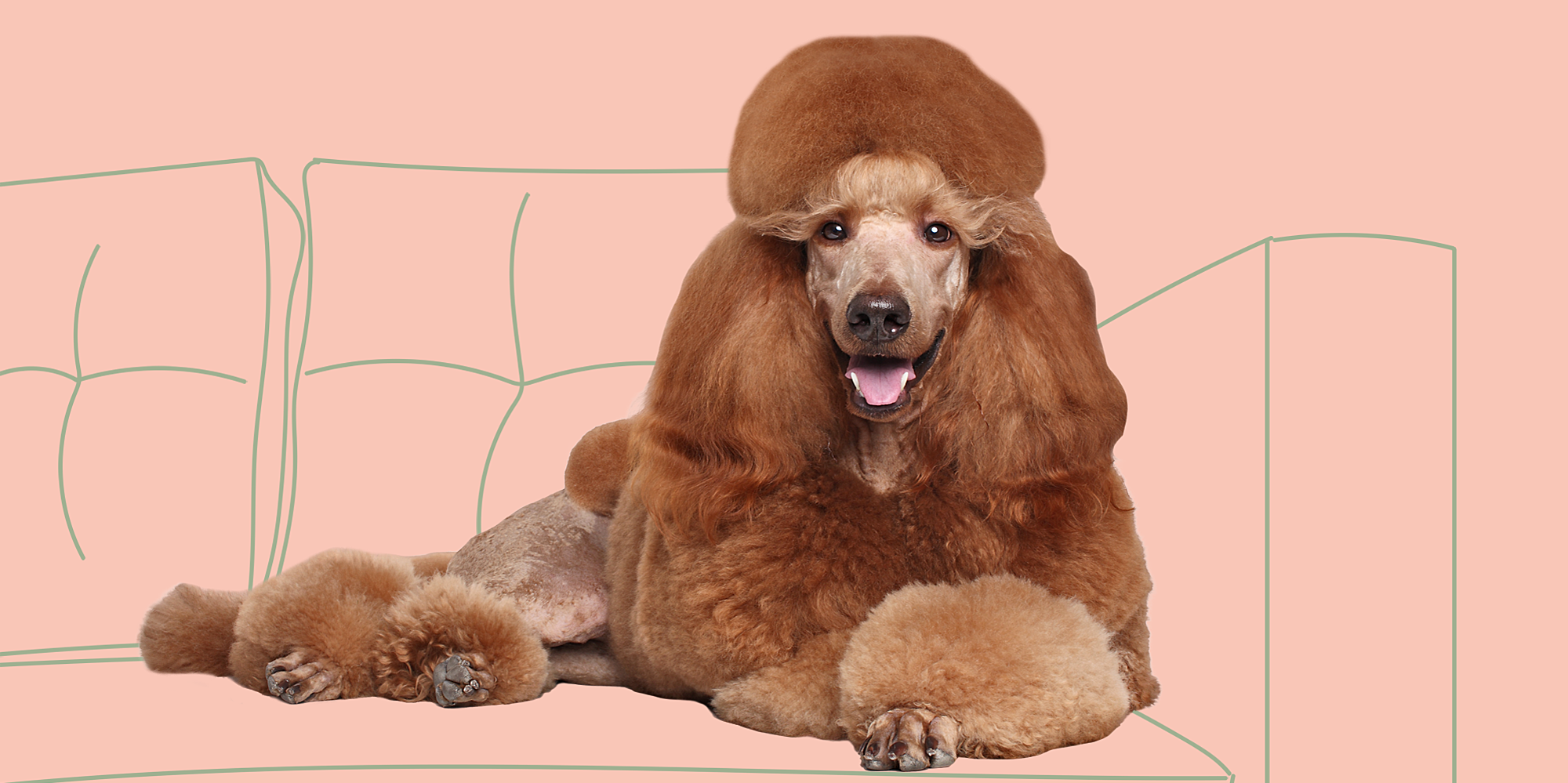 best-personality-best-hair-here-are-10-yearbook-superlatives-for-dog