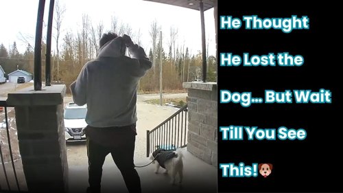 Boy takes dog for a walk but completely forgets to check on him