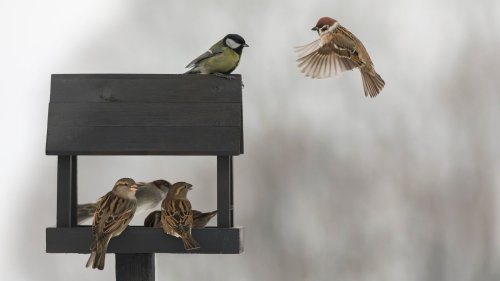 Attract More Birds To Your Yard With A Few Items From Your Pantry