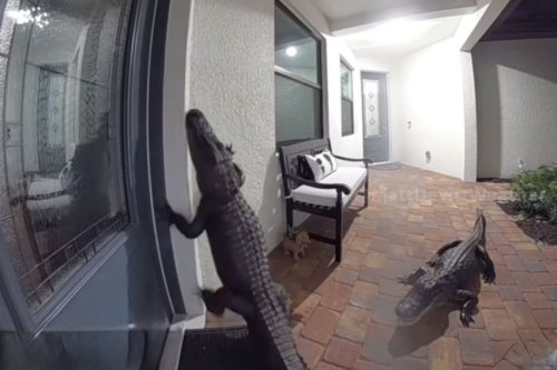 Forget robbers, this is the scariest thing you could see from a doorbell cam