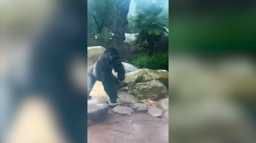 Adorable video shows gorilla playing in the rain at his home in Santa Barbara Zoo