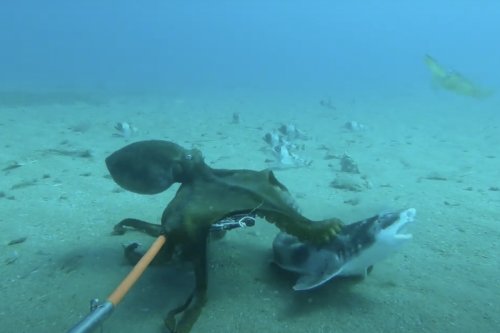 Watch an octopus take on a shark in a fierce, underwater battle