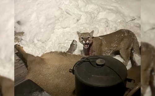 Colorado man finds a mountain lion eating elk on his porch in wild viral video