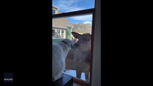 Cat and Elk Come Face-to-Face at Home in Estes Park, Colorado