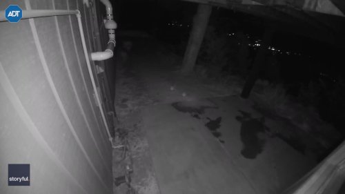 Security Camera Captures Mountain Lion Prowling Around Colorado Home