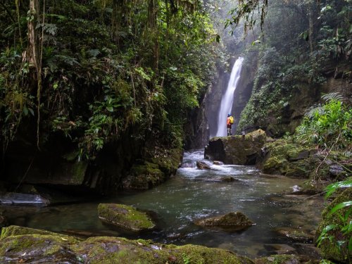 Bucket-List Vacations to Immerse Yourself in Forests Around the World