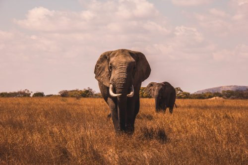 SAFARI VACATION TIPS cover image
