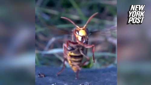 Godzilla-like hornet goes nuts on ants in slow-motion video