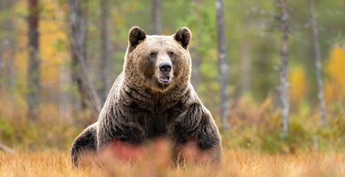 This one mistake led to a 25-year-old's tragic grizzly bear attack