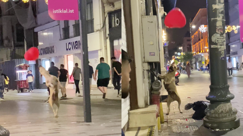 Dog enjoys playing with balloon until a man SMOKES it with his cigarette
