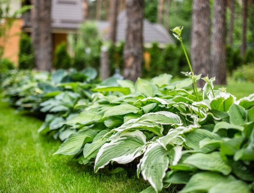 SHOULD YOU CUT BACK HOSTAS IN THE FALL?