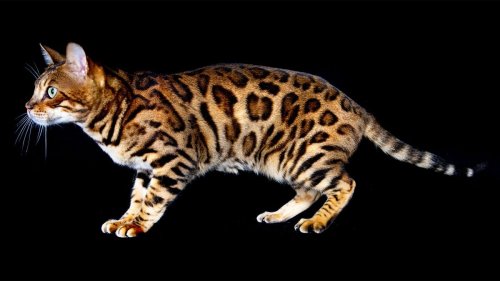 Bengal Cats Are Mini Leopard Hybrid Housecats — Plus 4 Other Awesome Cat Breeds