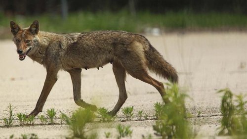 Will a Coyote Kill My Dog or Cat? — Plus Other Curious Canines