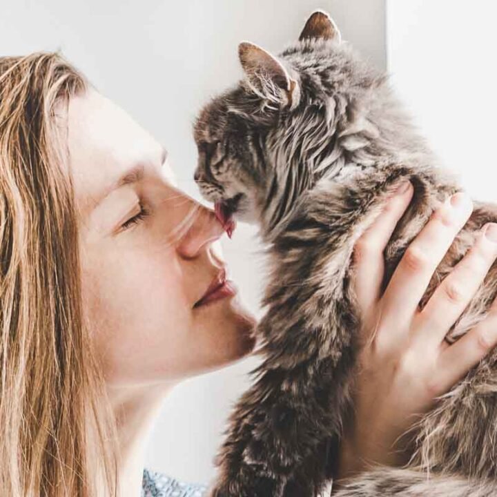 11 Weird Things Cats Do To Their Owners Flipboard