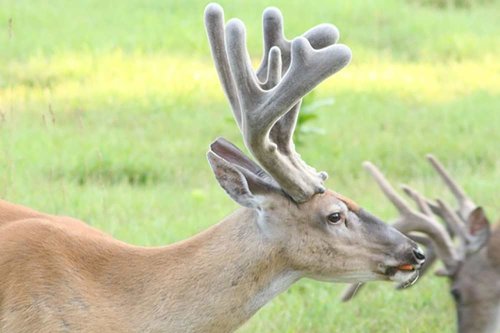 10 popular deer facts hunters get wrong