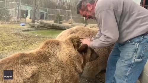 Bears Welcome Back Co-Founder of New York Wildlife Sanctuary