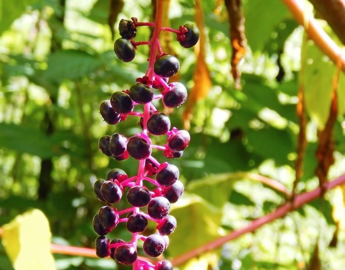 Are American Pokeweed Berries Poisonous?
