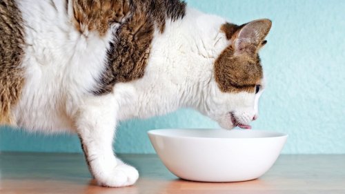 Here's how to stop a cat from spilling their water bowl (and why they do it)