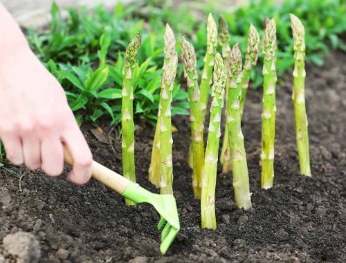 3 PERENNIAL VEGETABLES YOU MUST GROW