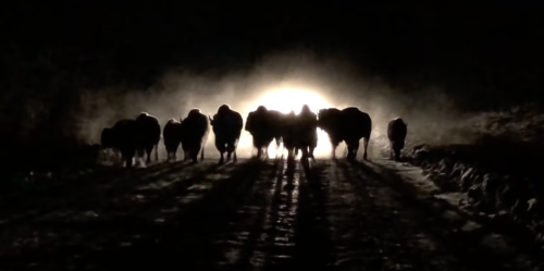 Bison herd tramples car in Alaska and terrifies the driver in the process