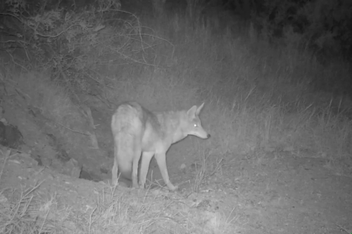 Did you know coyotes get the zoomies just like dogs?