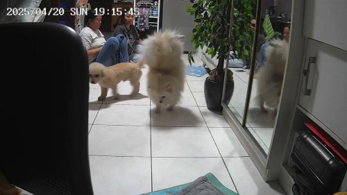 Philippines: Pet dog walks on its front paws while family watch TV