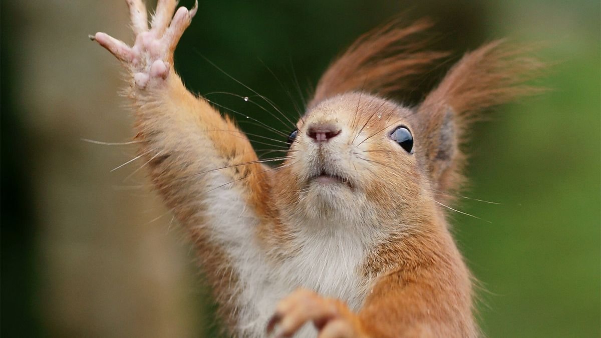 Squirrels Can Be Left- or Right-handed — Plus Other Squirrel Facts