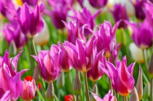 Plant Tulips Right Now for Spring Color
