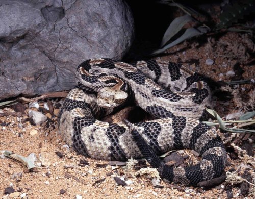 Magazine - Snakes