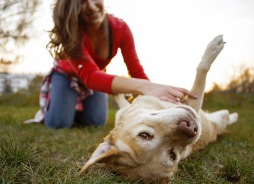 Flea & Tick Guide for Dogs