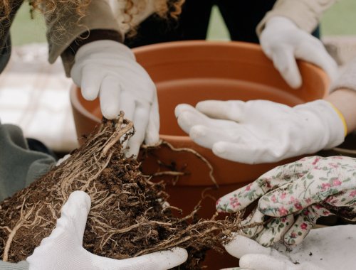SHOULD YOU REMOVE OLD SOIL FROM ROOTS WHEN REPOTTING?