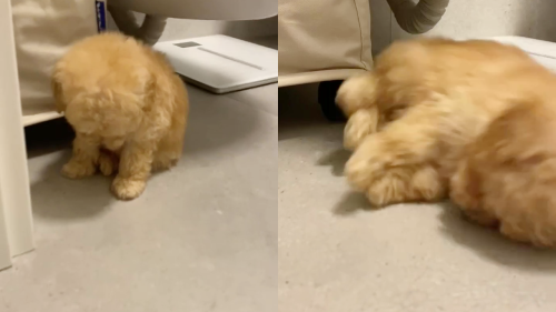 Cute dog nods off and hilariously collapses to the floor