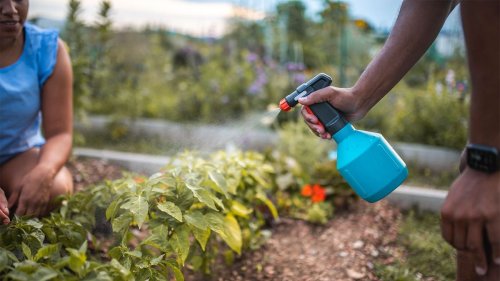 15 Homemade Organic Gardening Sprays That Work — Plus More Green Living Tips