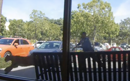 Mountain lion sprints through a California shopping plaza in wild viral video 
