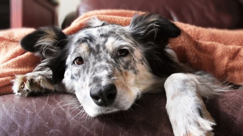Signs of Serious Illness in Dogs That Can Hide Plain Sight
