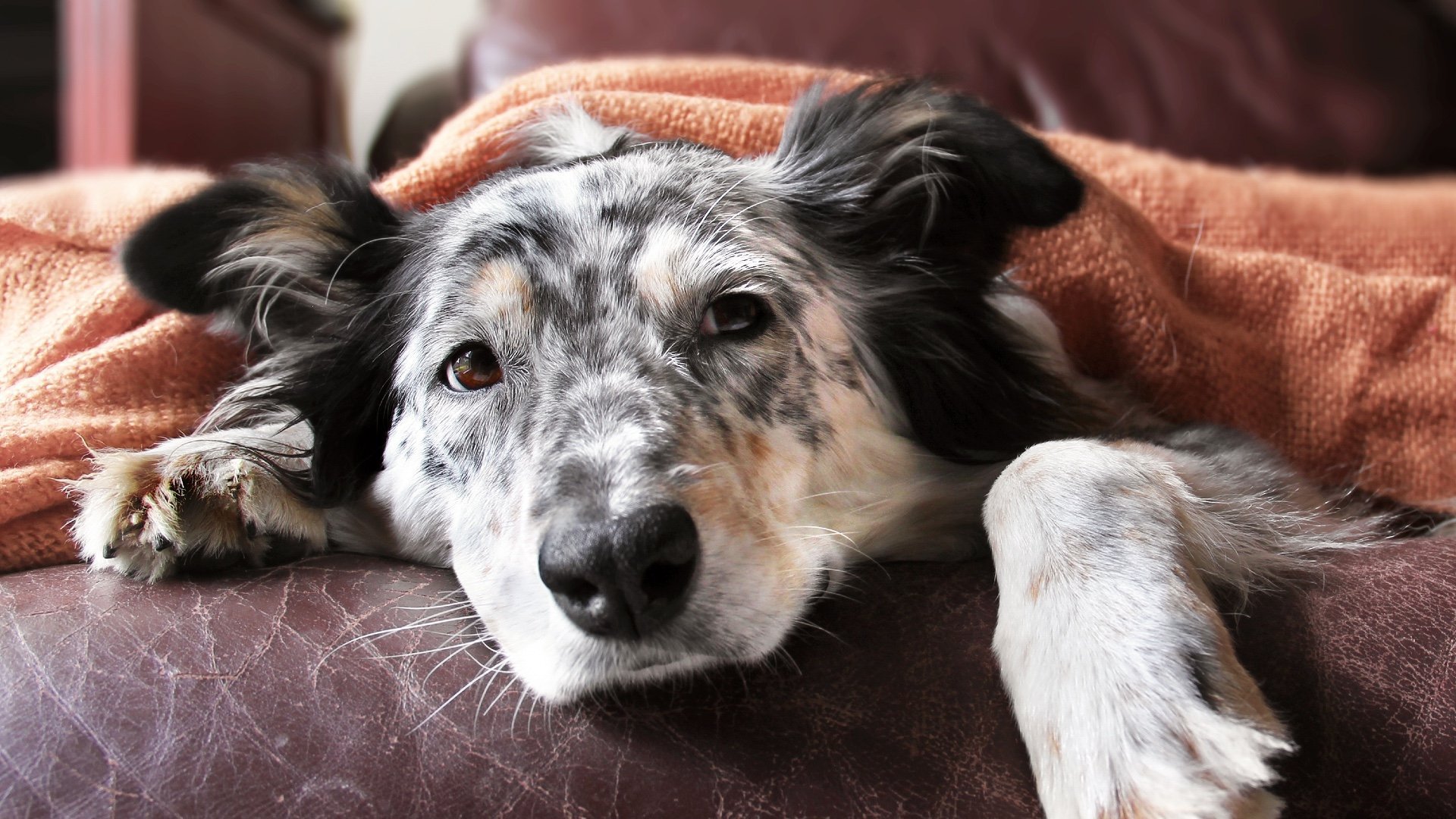 Signs of Serious Illness in Dogs That Can Hide Plain Sight