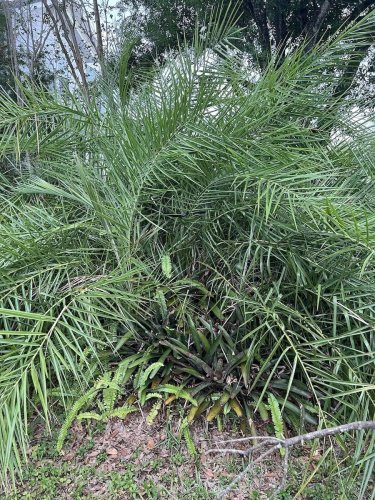 There's a sneaky snake in this photo: Can you find it? 
