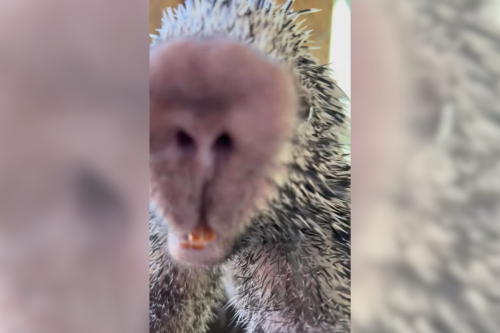 If you're in a bad mood, please watch this video of a porcupine hugging a camera