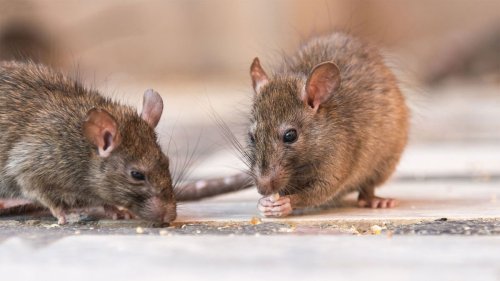 How to Get Rid of Rats — Plus Tips for Handling Other Household Pests