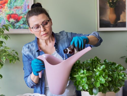 4 REASONS WHY HYDROGEN PEROXIDE FOR HOUSEPLANTS IS A MUST