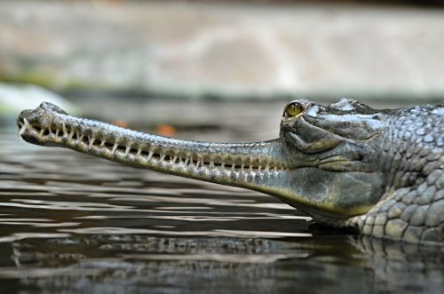 Gharials Are One of the Strangest and Rarest Crocodiles on Earth