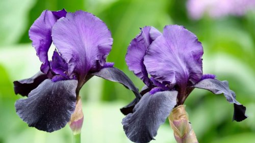 Everything you need to know about growing irises