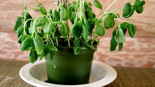 Magazine - Garden Vegetables/Herbs and FRUITS