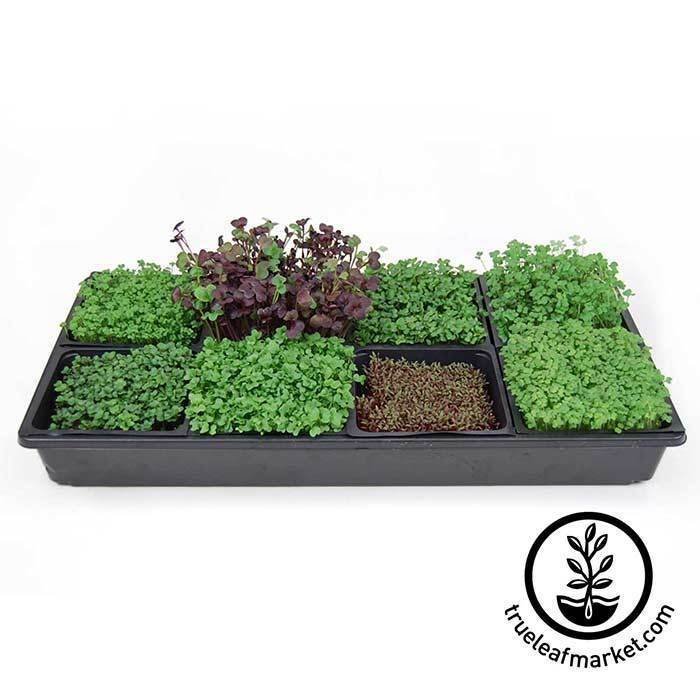 Micro greens cover image
