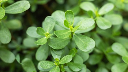 Clever tricks for keeping invasive weeds and plant out of your yard