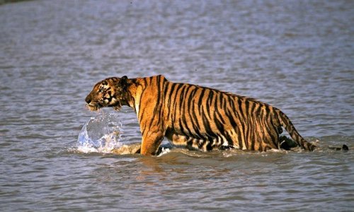 India’s tiger revival is a boost for that rarest beast in conservation: hope