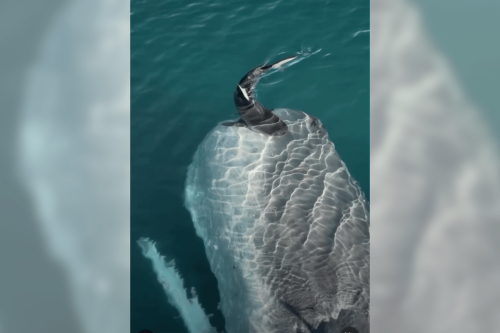 See the 'craziest encounter' between a tiger shark and a sperm whale