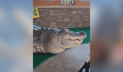 Massive 750-Pound Alligator Pet Seized From New York Man’s Home After 30 Years